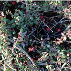 Cotoneaster Procumbens 'Streib's Findling'