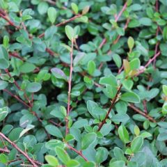 Cotoneaster radicans 'Eichholz'