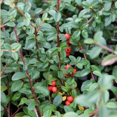 Cotoneaster seucicus 'Coral Beauty'