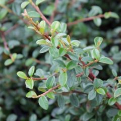 Cotoneaster seucicus 'Skogholm'