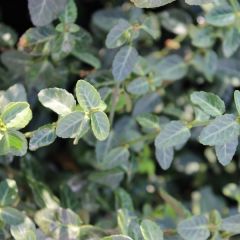 Euonymus fortunei ‘Dart’s Blanket’