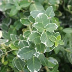 Euonymus fortunei 'Emerald Gaiety'