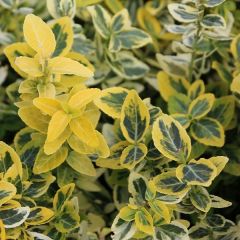 Euonymus fortunei 'Emerald Gold'