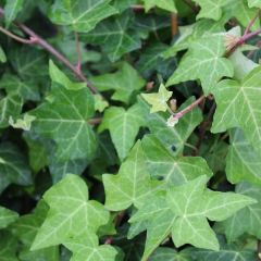 Hedera helix 