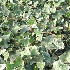 Hedera helix ‘Glacier’