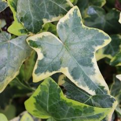 Hedera helix ‘Goldchild’