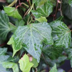 Hedera helix ‘Green Ripple’