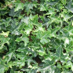 Hedera helix ‘Ivalace’