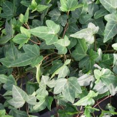 Hedera helix ‘Shamrock’