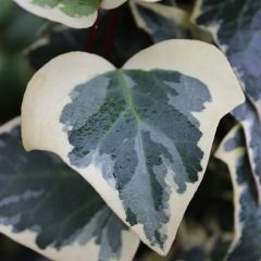 hedera helix 'Marginata elegantissima'