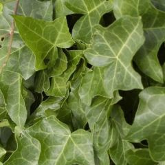 Hedera helix 'Plattensee'