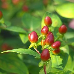 Hypericum calycinum