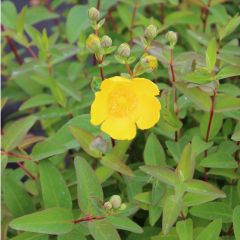 Hypericum 'Hidcote'