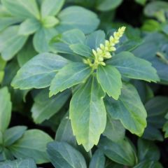 Pachysandra terminalis ‘Green Carpet’ 