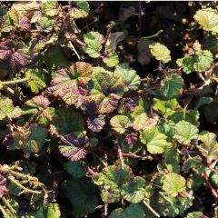 Rubus ‘Betty Ashburner’