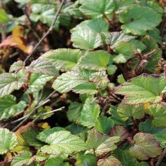 Rubus Tricolor