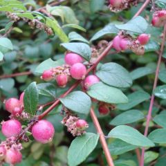 Symphoricarpos chenaultii  ‘Hancock’