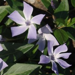 Vinca difformis (= acutiloba)