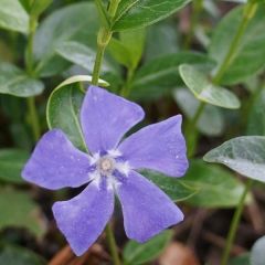 Vinca major