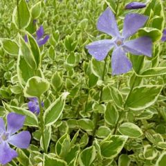 Vinca major ‘Variegata’