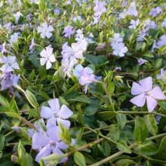 Vinca minor