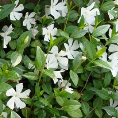 Vinca minor ‘Alba’ 