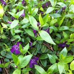 Vinca minor ‘Atropurpurea’