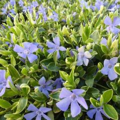 Vinca minor ‘Aureovariegata’