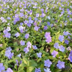 Vinca minor ‘La Grave’ (= ‘Bowles Variety’)