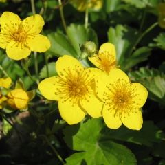 Waldsteinia ternata