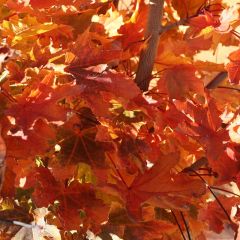 Acer platanoides 'Crimson Sentry'