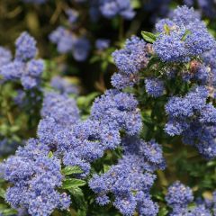 Ceanothus 'Concha'