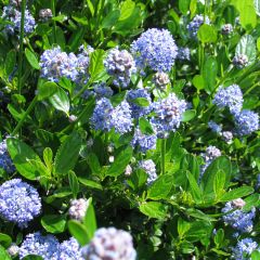 Ceanothus impressus