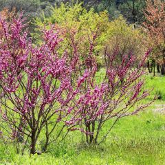 Cercis chinensis 'Avondale'