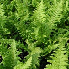 Dryopteris austriaca