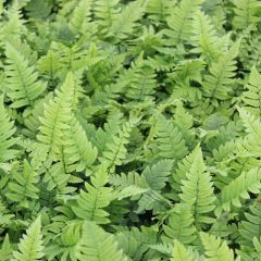 Dryopteris cycadina (Atrata)