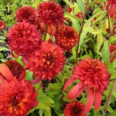 Echinacea purpurea 'Hot Papaya’®