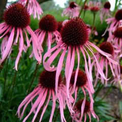 Echinacea pallida