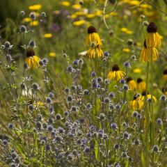 Echinacea paradoxa var. paradoxa