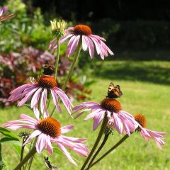 Echinacea purpurea ‘Rubinstern’