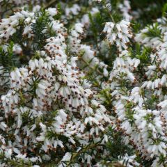 Erica carnea 'Wit'