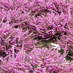 Erica darleyensis 'Rood'