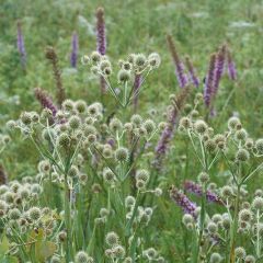 Eryngium yuccifolium