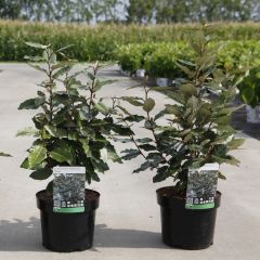 Elaeagnus ebbingei 'Compacta'