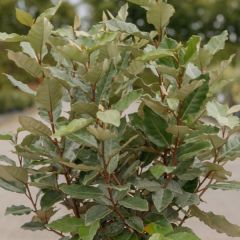 Elaeagnus ebbingei 'Compacta'