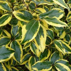 Elaeagnus ebbingei 'Gilt edge'