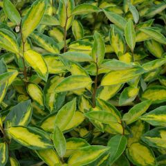 Elaeagnus ebbingei 'Limelight'