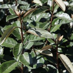 Elaeagnus ebbingei