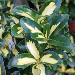 Euonymus japonicus 'Aureus'