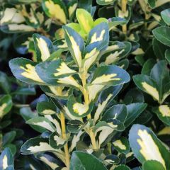 Euonymus japonicus 'Aureus'